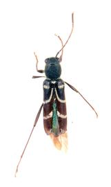  PSG000979nbsp; Kazuoclytus lautoides  voucher
